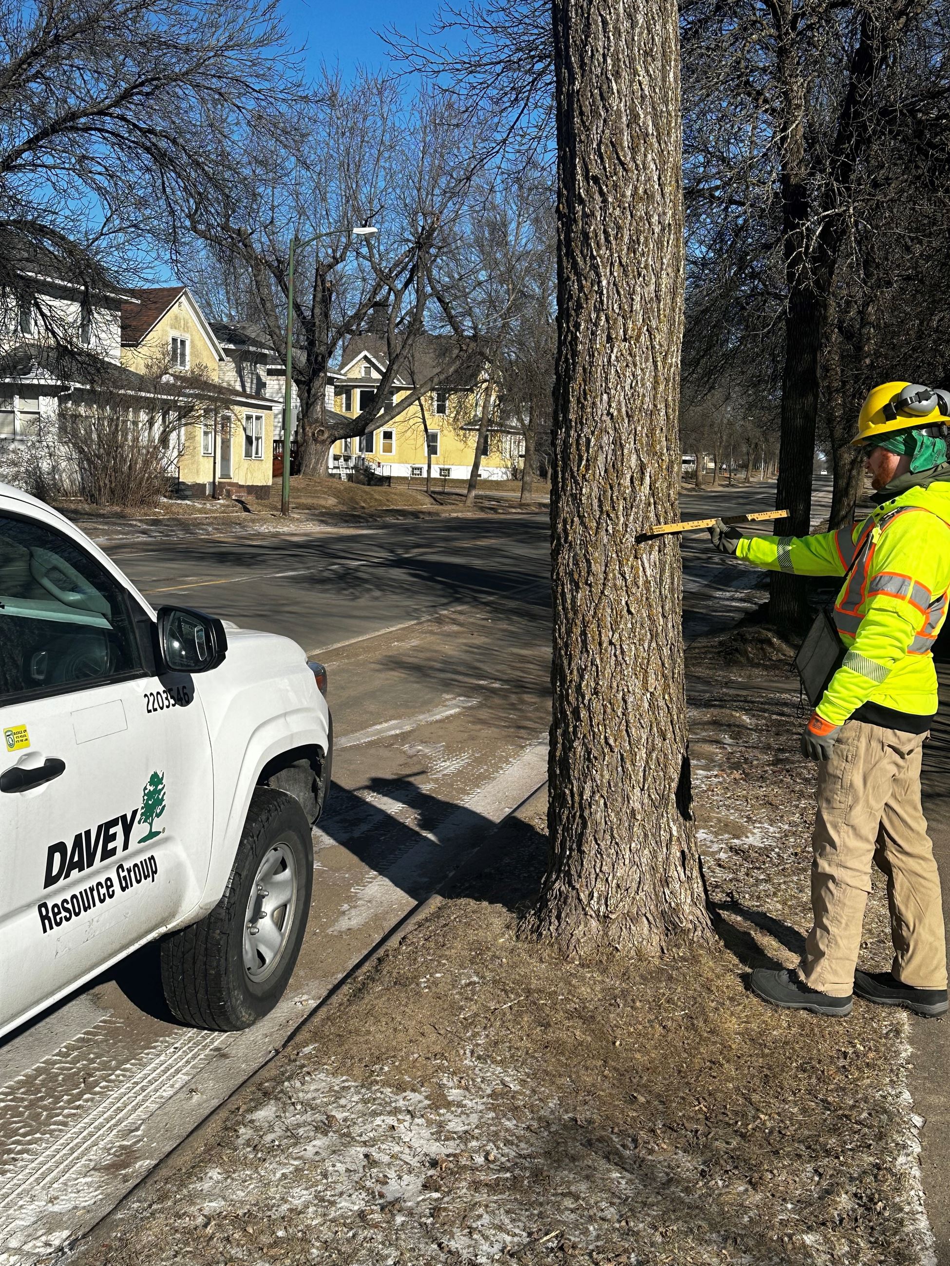 Hibbing Tree Inventory2 Main 