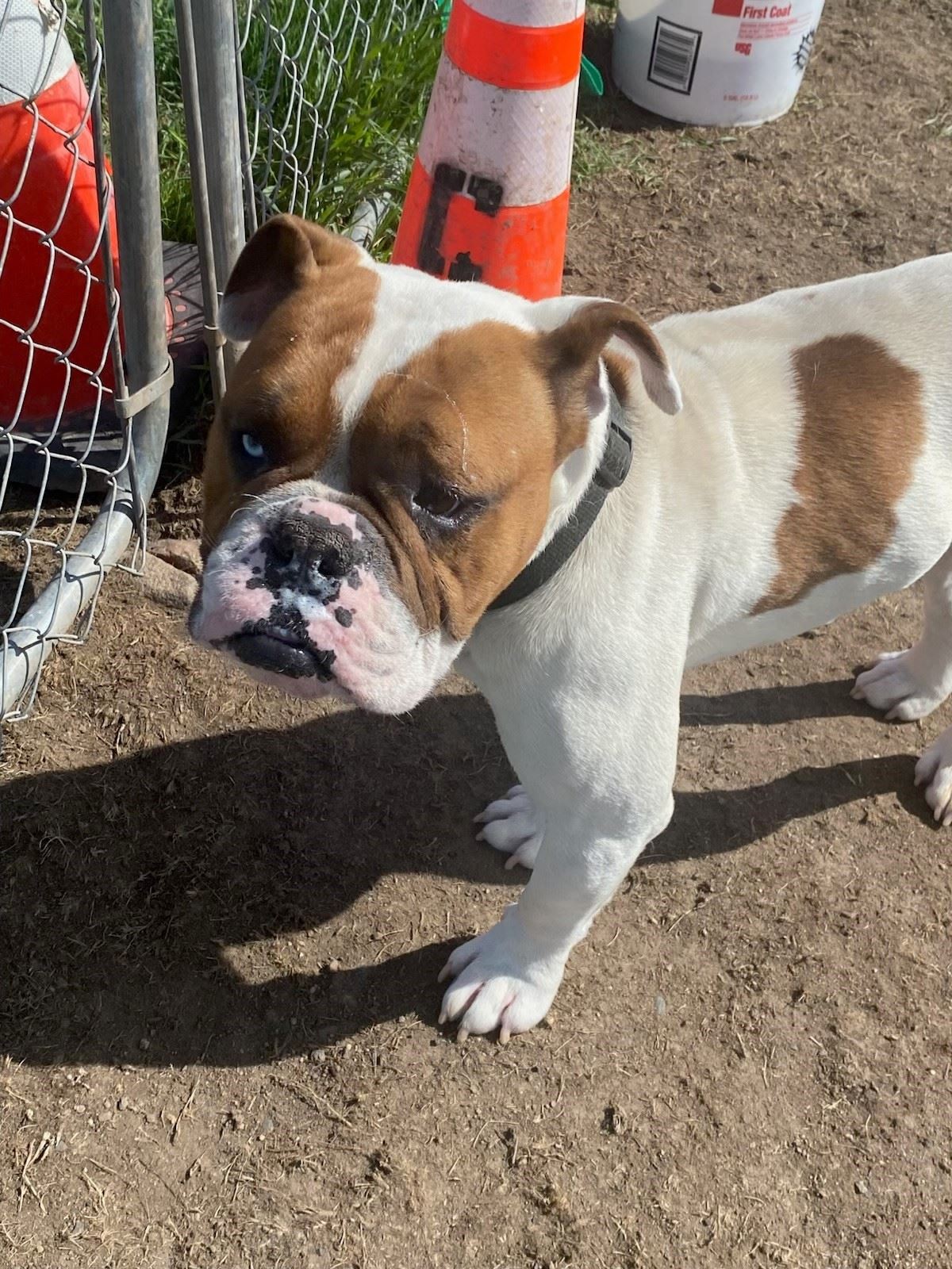 Abandoned Bulldog 5.22.25