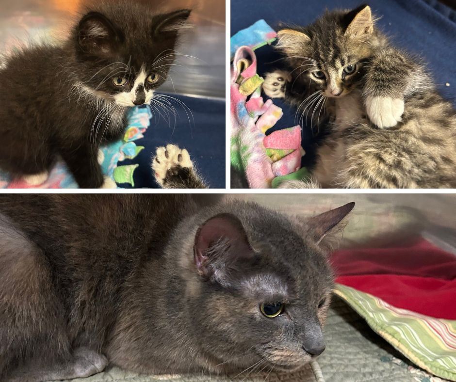 Cat n kittens 6.3.25