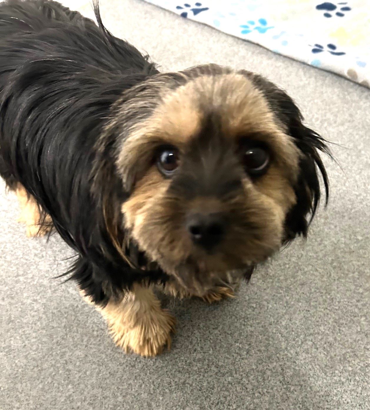 First Ave Dog 6.9.25