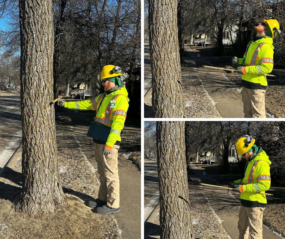 Tree Inventory collage