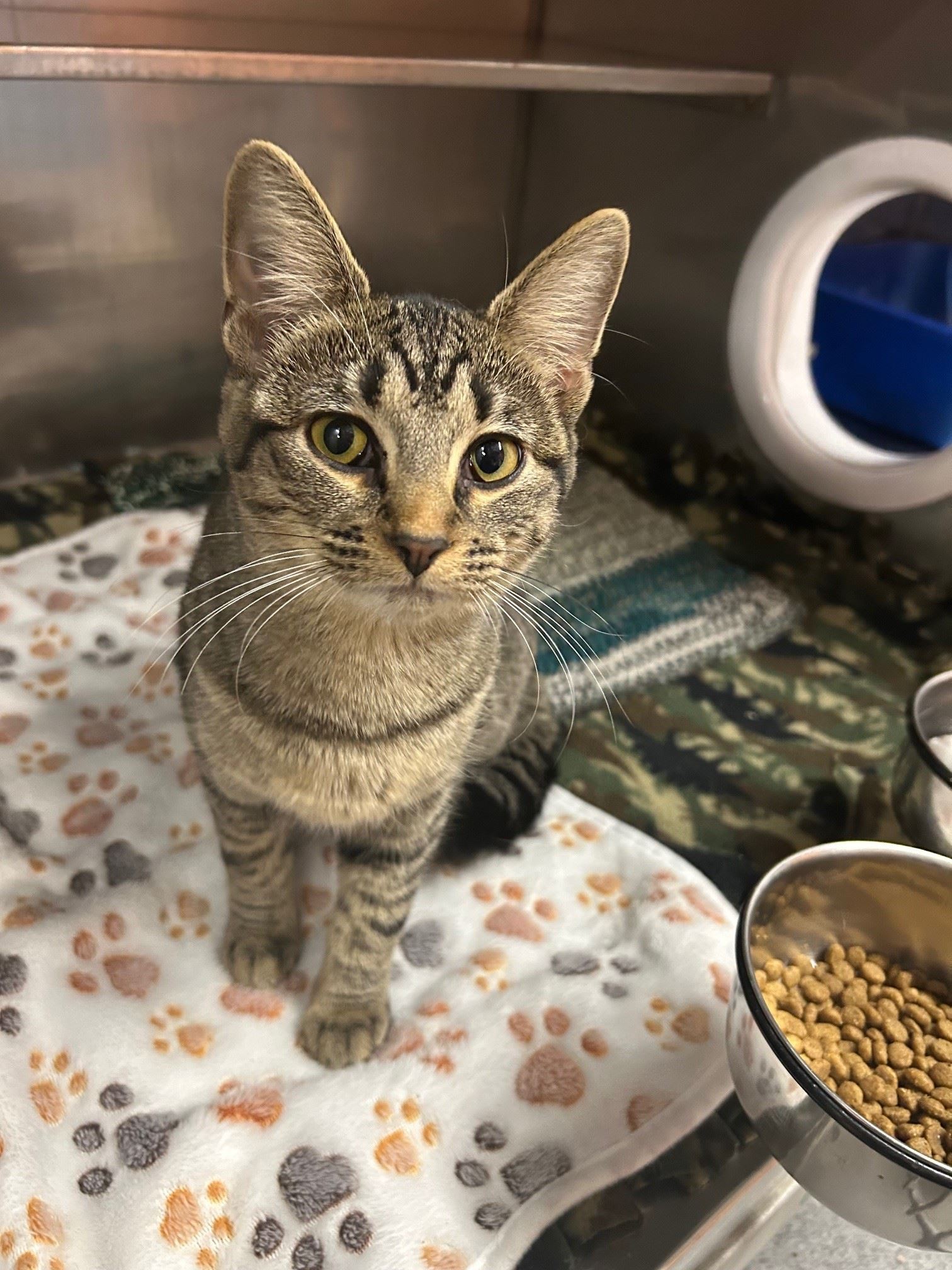 Country Estates Kitten 6.2.25